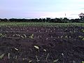 Turmeric farm