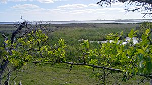 Archivo:Vista de laguna Nahuel Rucá desde el talar. Estancia Nahue Rucá, Mar Chiquita, Provincia de Buenos Aires. Noviembre 2022