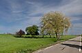Waddixveen, bomen aan de dijk bij Onderweg IMG 0533 2024-04-07 15.53