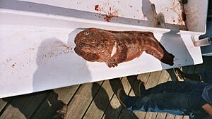 Archivo:Wolf Eel