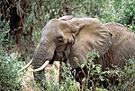 Archivo:African elephant