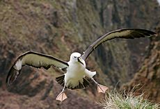 Archivo:Albatros à bec jaunes
