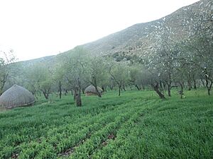 Archivo:Alhoceimarif