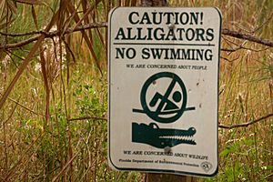 Archivo:Alligator warning