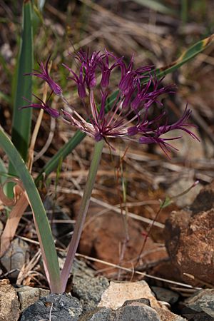 Archivo:Allium falcifolium 4571
