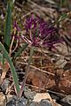 Allium falcifolium 4571