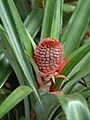 Ananas-wilde