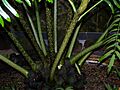 Angiopteris evecta 003