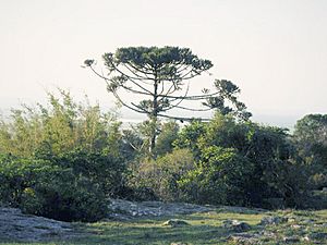 Archivo:Araucaria angustifolia en Uruguay