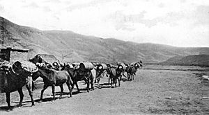 Archivo:Archivo General de la Nación Argentina 1920 aprox recua llevando vino desde San Rafael (Mendoza) a Chos Malal (Neuquén)