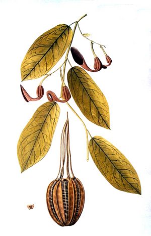 Archivo:Aristolochia maxima00