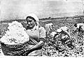 Armenian cotton