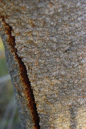Archivo:Banksia menziesii bark gnangarra