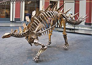 Archivo:Berlin Naturkundemuseum Dino Eingangshalle