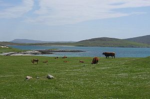 Archivo:Berneray Machair