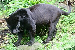 Archivo:Black Jaguar (Panthera onca)