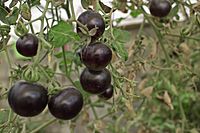 Archivo:Black tomatoes and red chilis grown in Koye, in the Kurdistan Region of Iraq 02