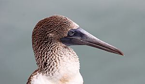 Archivo:Blue-footed booby (Sula nebouxii) on Santa Cruz, Galápagos Islands