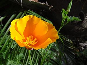 Archivo:California poppy