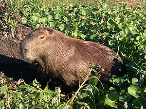 Archivo:Capibara YaguareteCora2