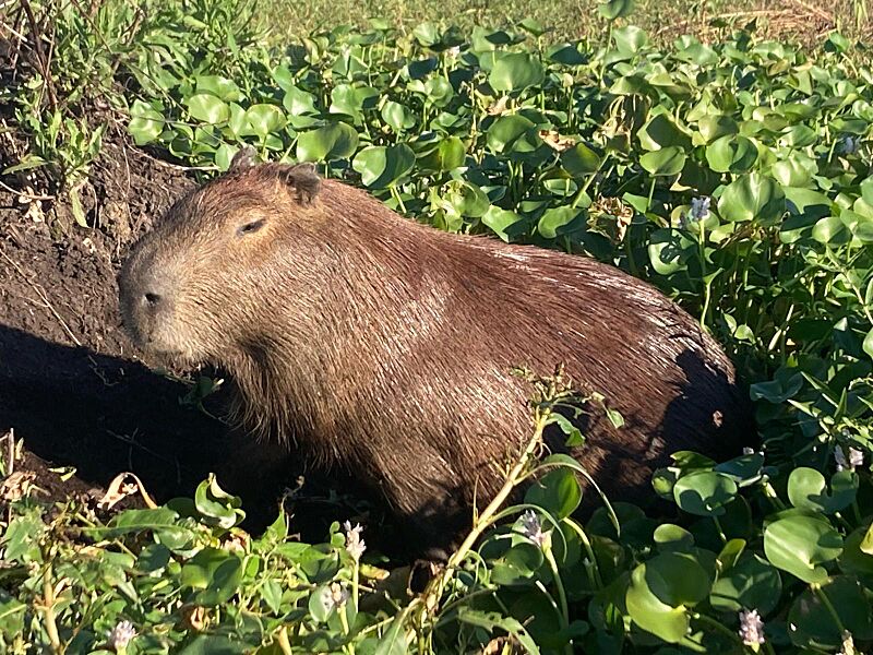 Capibara YaguareteCora2