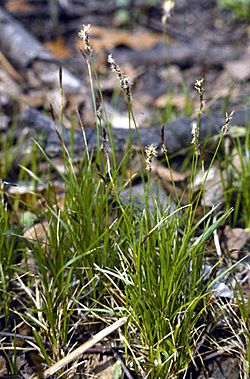 Carex pensylvanica.jpg