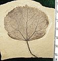 Cercidiphyllum obtritum SRIC SR 02-04-03 A img1