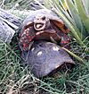 Chelonoidis carbonarius Copula del Morrocoy (Tortuga).jpg