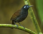 Archivo:Chestnut-backed Antbird - Sarapiqui - Costa Rica S4E9851 (26678050545)