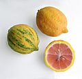Citrus × limon - variegated - Eureka-Rosa