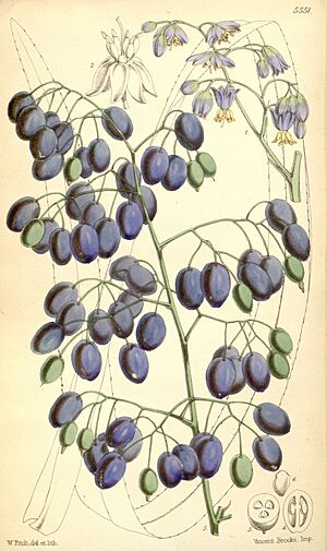 Archivo:Curtis's botanical magazine (Tab. 5551) (8569842078)