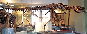 Archivo:Daspletosaurus torosus, Ottawa