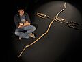 David Rubilar y el Pelagornis Chilensis