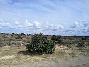 Archivo:Desert al districte de Castilla des de la Panamericana Norte03