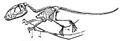 Dimorphodon