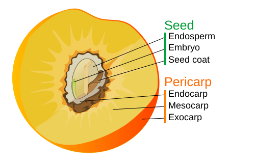 Drupe fruit diagram