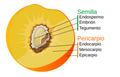 Archivo:Drupe fruit diagram