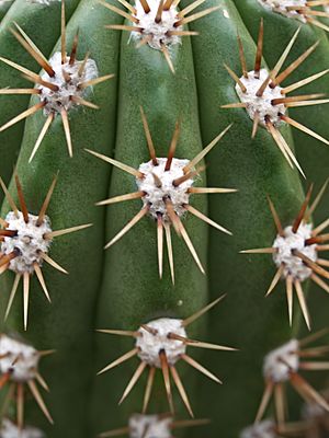 Archivo:Echinopsis candicans (3)