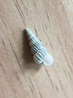 Epitonium jukesianum (Forbes, 1852) - iNaturalist.ca.jpg