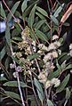 Eucalyptus globoidea (foliage, flowers and fruits)