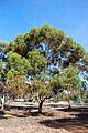 Eucalyptus salubris (4558756725)