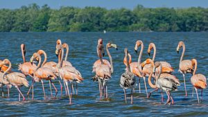 Archivo:Flamingo's in Bigi Pan (31095596322)