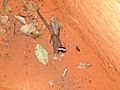 Glironia venusta 250496624