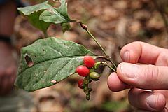 Archivo:Gnetum africanum MS 3428