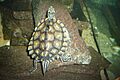 Graptemys.flavimaculata