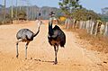 Greater Rheas (Rhea americana) on the road ... (27628483614)