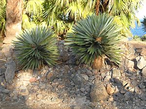 Archivo:Hemithrinax ekmaniana. Palmetum Tenerife