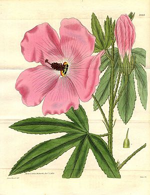 Archivo:Hibiscus splendens1CURTIS