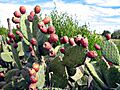 Indian Fig - Opuntia ficus-indica