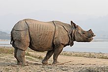 Archivo:Indian rhinoceros (Rhinoceros unicornis) 4